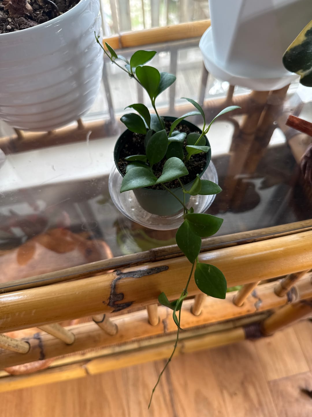Customer photo review of Hoya heuschkeliana