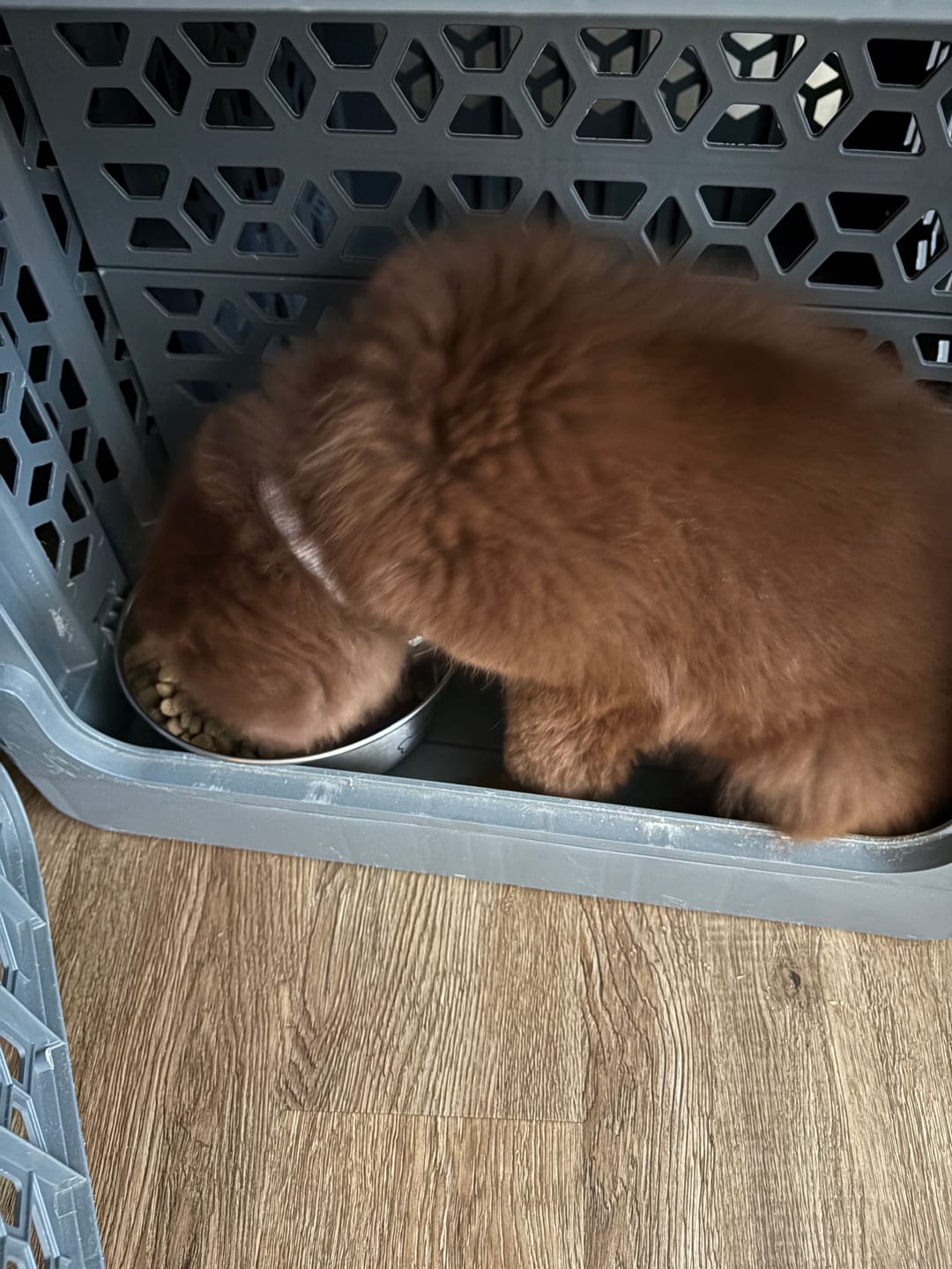 Customer photo review of Medium PAWD divider