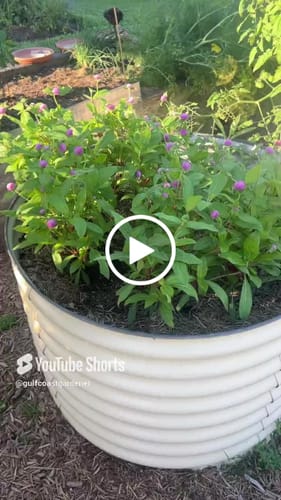 Customer video review of Lavender Lady Gomphrena Seeds