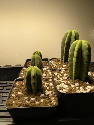 Customer photo review of Trichocereus Scopulicola | Spineless San Pedro Cactus