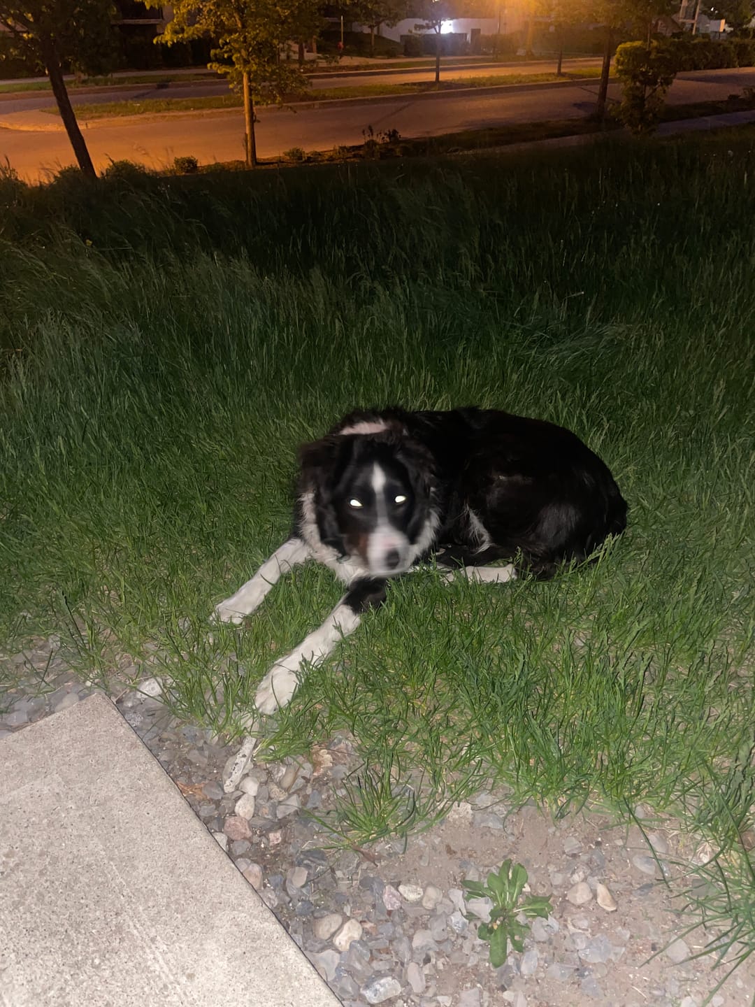 Customer photo review of Horizon Legacy - Nourriture pour chien haut de gamme