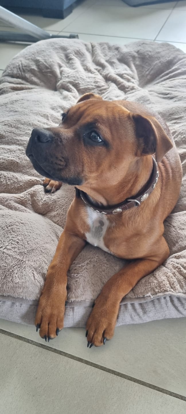 Customer photo review of Staffordshire Bull Terrier 1935® Show Collar & Leash Set - Victory - Brown & Silver