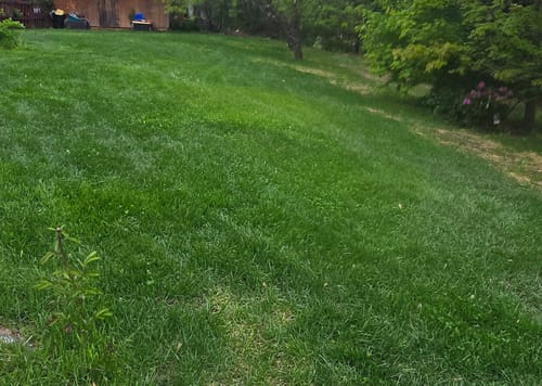 Customer photo review of GCI Turf Cool Blue Grass Seed