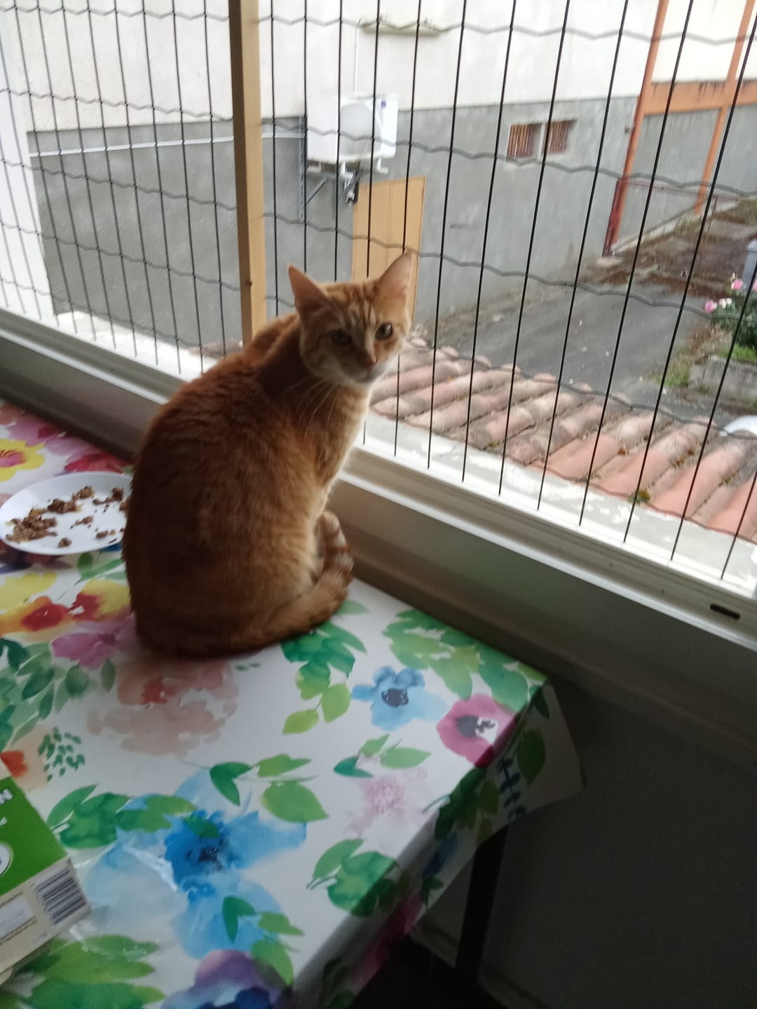 Customer photo review of Multipack d'effilés (chat stérilisé et chat adulte)