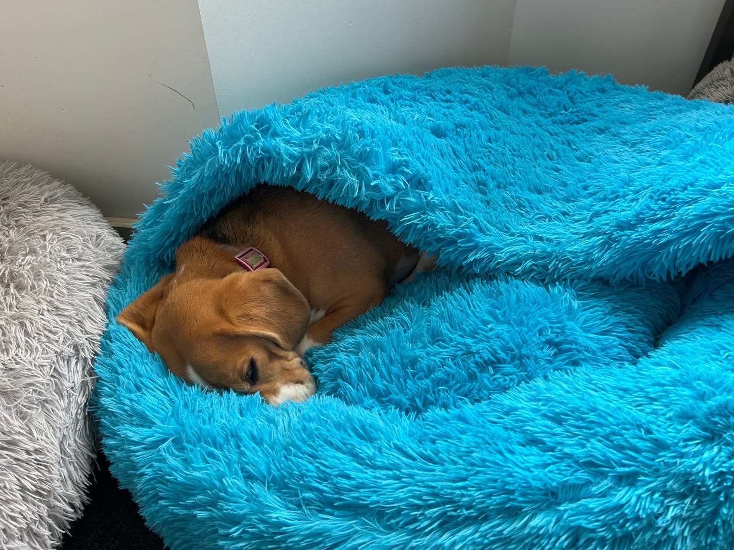Customer photo review of Oodle-Doo Burrow Bed