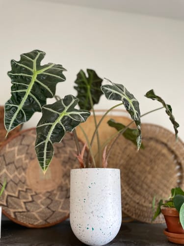 Customer photo review of Fungus Gnat Death Drops