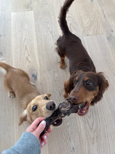 Customer photo review of Kangaroo Teeth Cleaners