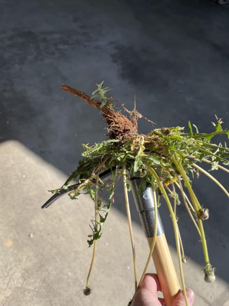 Customer photo review of GardenMate™ - Stand Up Weeder