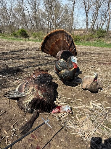 Customer photo review of Turkey Decapper System