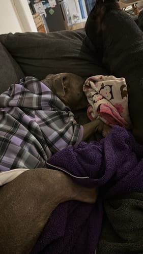 Customer photo review of Plaid Dog Hoodies