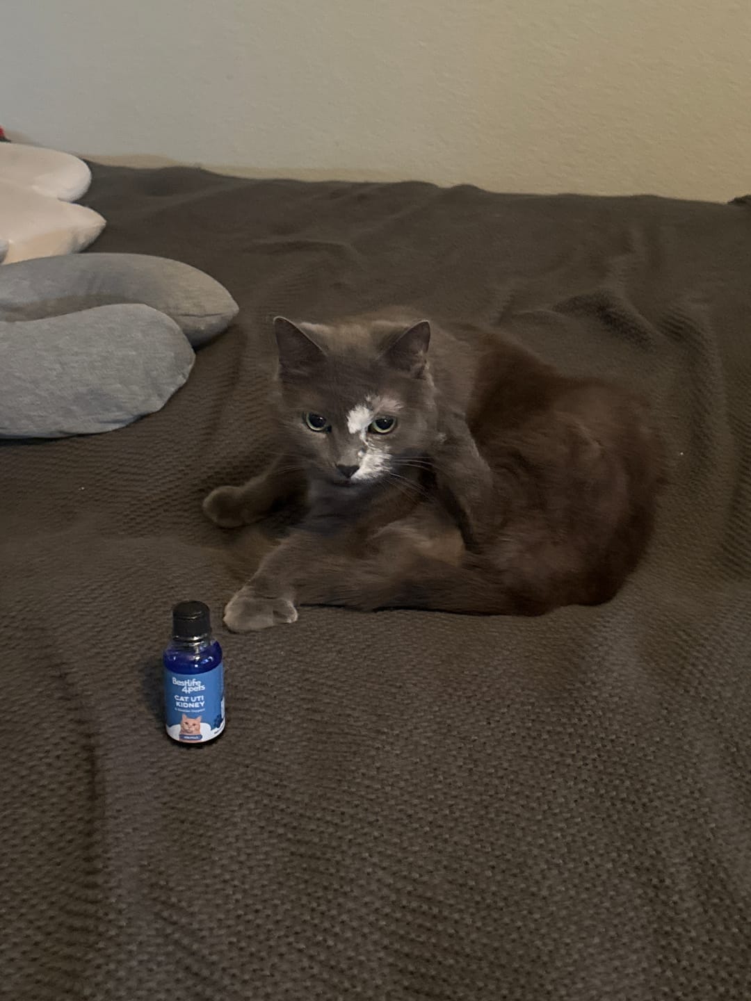 Customer photo review of Cat UTI & Kidney Support Remedy