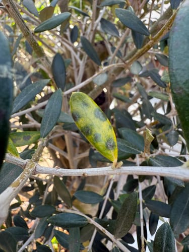 Customer photo review of Lucky Belly