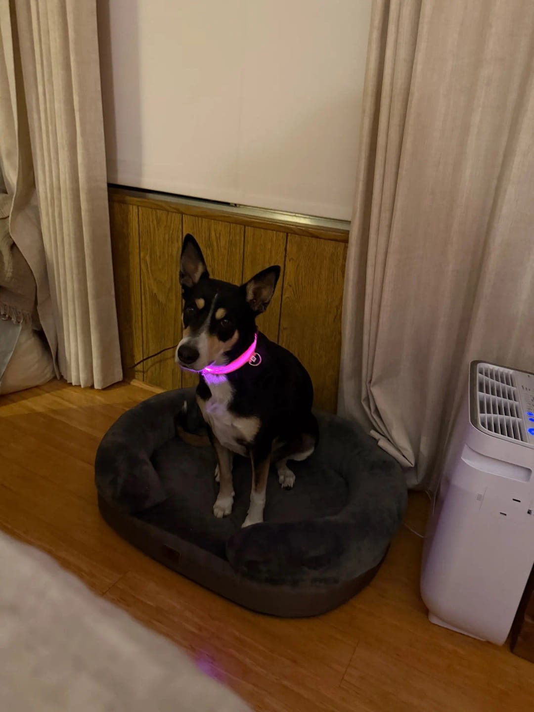 Customer photo review of LED Glowing Dog Collar Adjustable Flashing Rechargea Luminous Collar Night Anti-Lost Dog Light HarnessFor Small Dog Pet Products