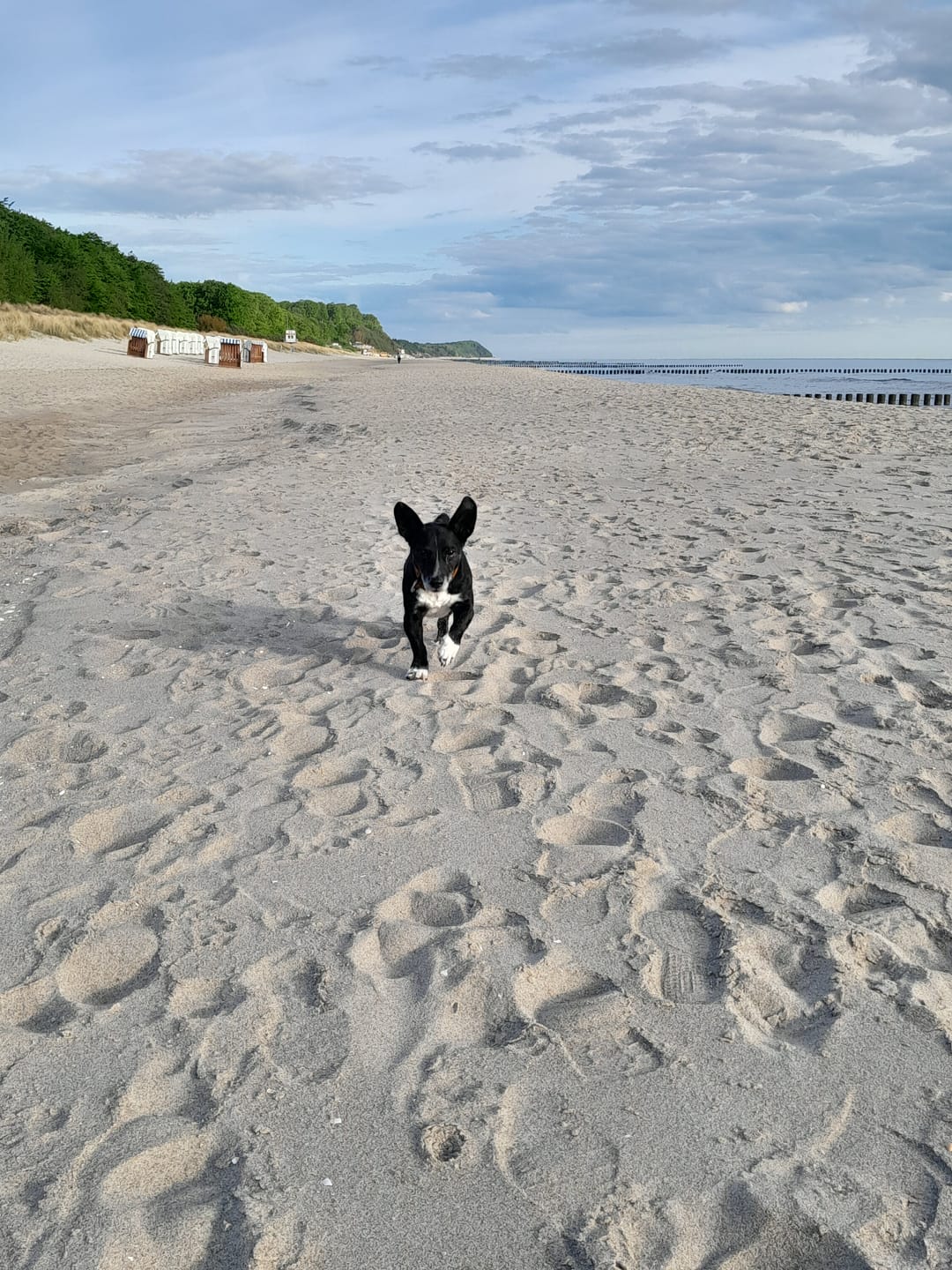 Customer photo review of Gelenkmix Sensitiv & vegan für Hunde und Katzen mit Teufelskralle, Kurkuma & Glucosamin