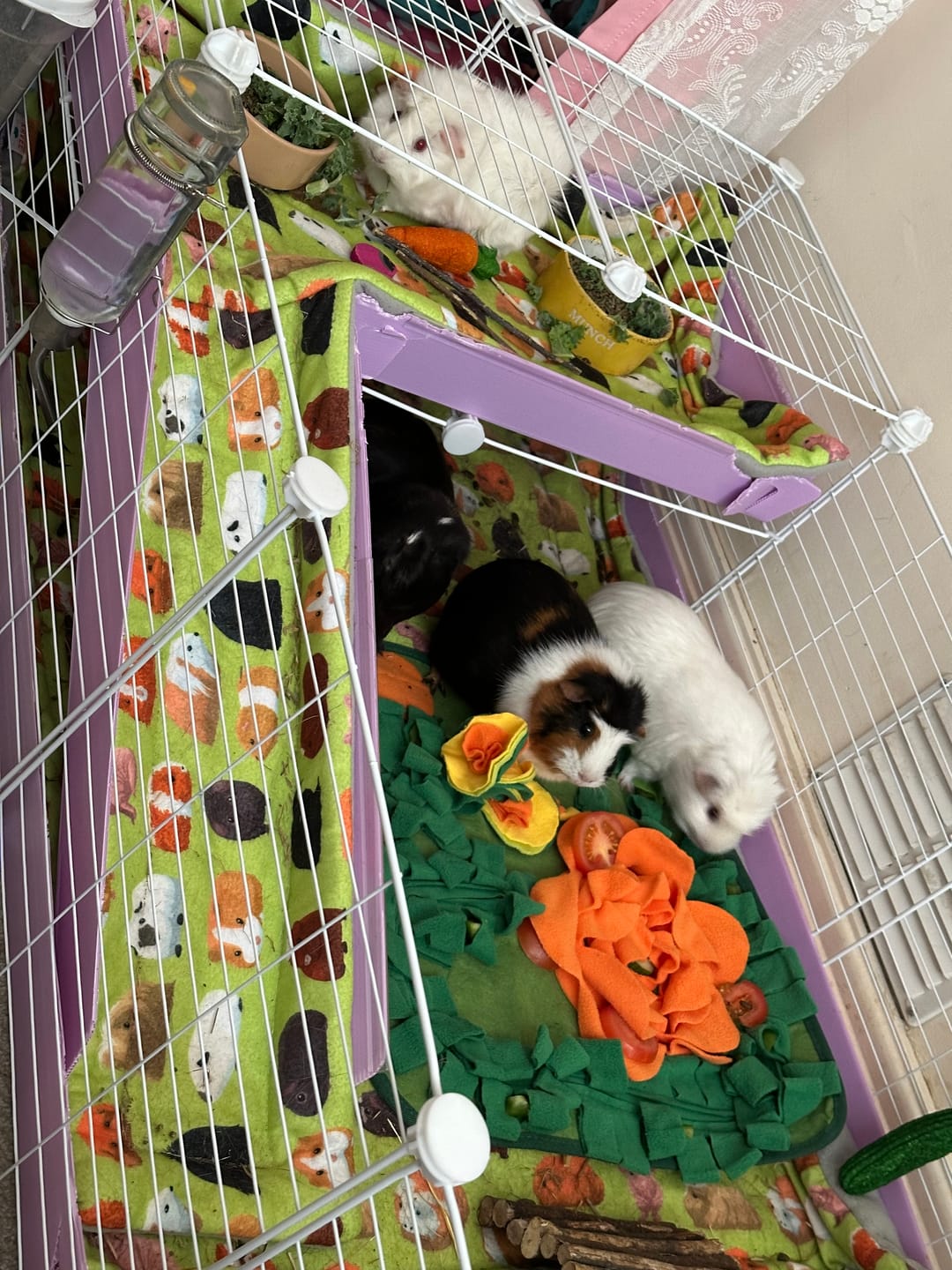 Customer photo review of 6x2 C&C Cage with Loft
