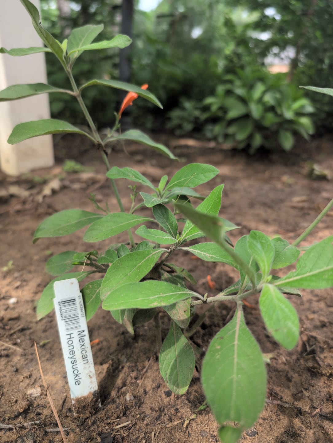 Customer photo review of Mexican Honeysuckle