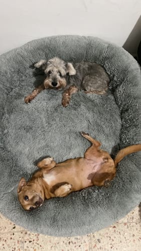 Customer photo review of Cama Antiestrés para Perros
