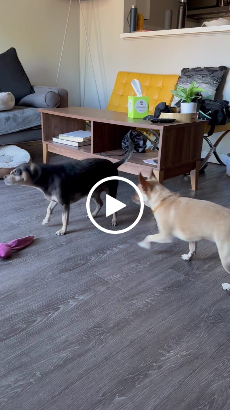 Customer video review of KING KALM CBD 150mg for Chihuahuas