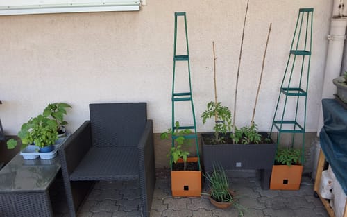 Customer photo review of 5er-Set Pflanzenturm MaxiTom, 150 cm, Farbe: terracotta