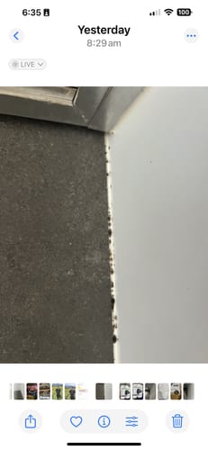 Customer photo review of GLASSGUARD® Miracle Mould Removal Gel