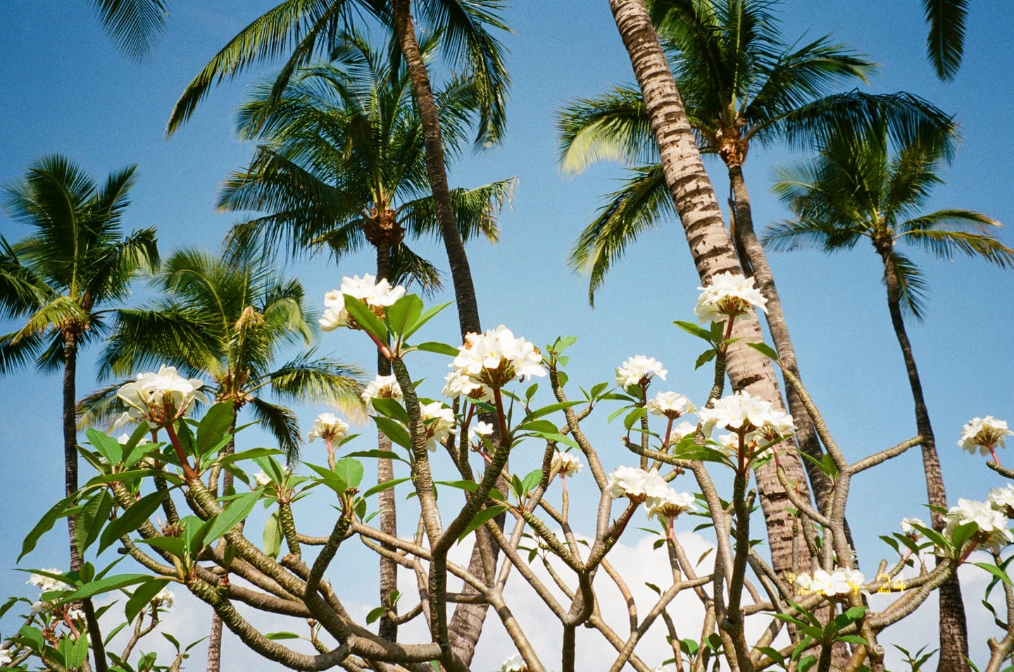 Customer photo review of 35mm Film Processing
