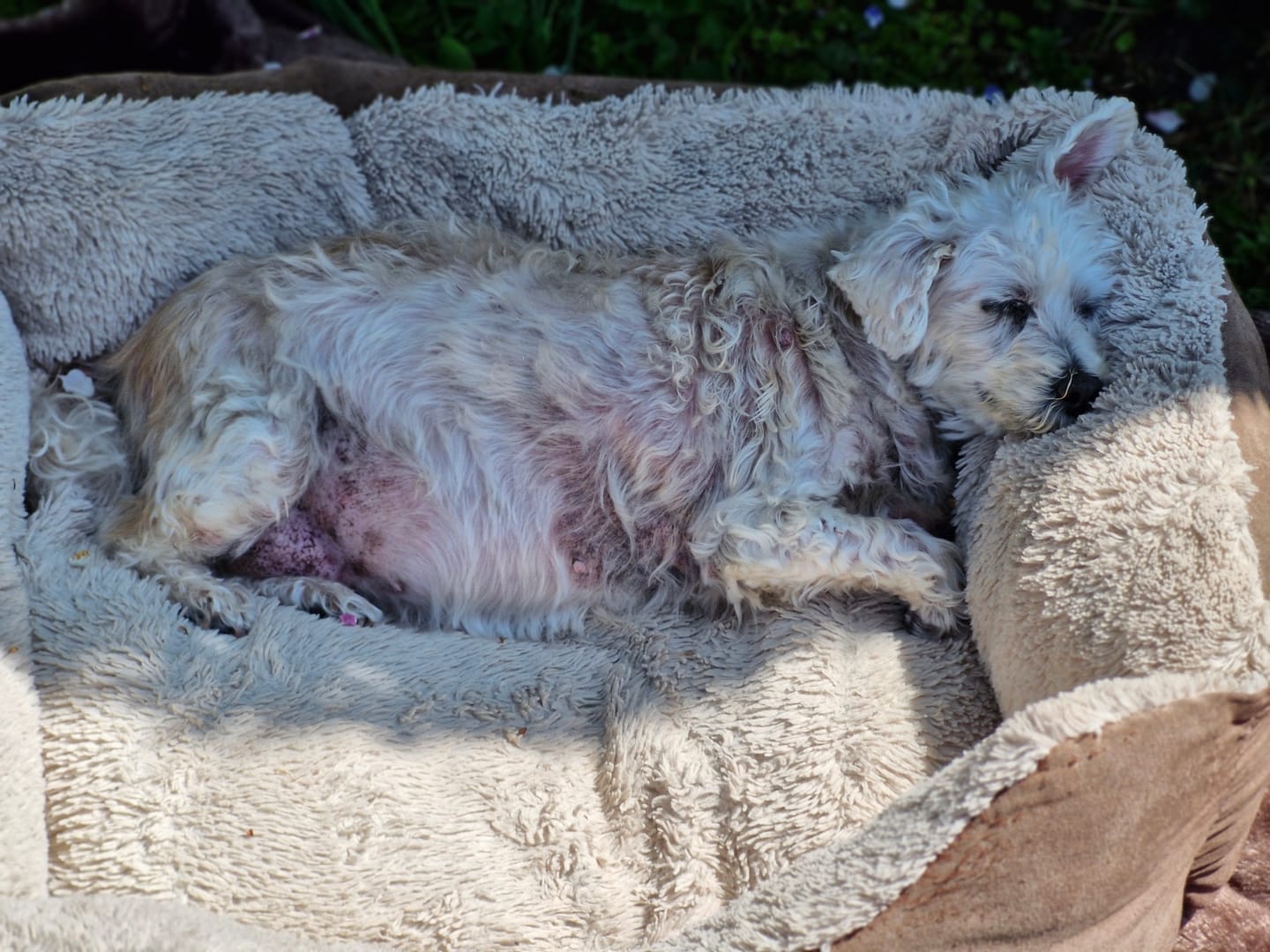 Customer photo review of Dog Spray
