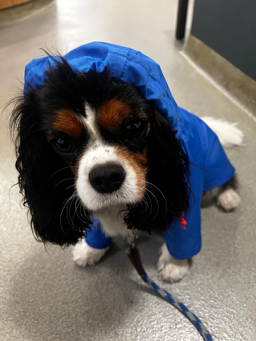 Customer photo review of Nylon Rainbreaker