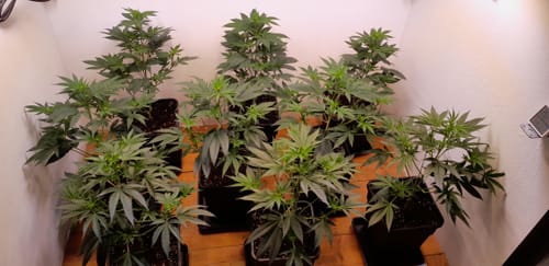 Customer photo review of Hanfstecklinge |Train Wreck