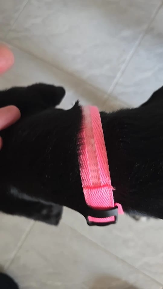 Customer photo review of LED Glowing Dog Collar Adjustable Flashing Rechargea Luminous Collar Night Anti-Lost Dog Light HarnessFor Small Dog Pet Products