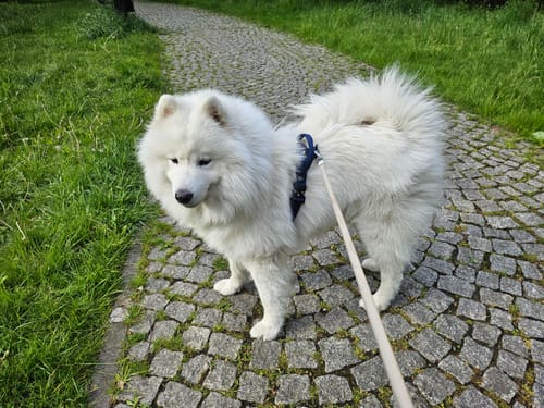 Customer photo review of Szelki z szybką klamrą - Easy Walk Extreme Navy Blue