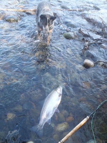 Customer photo review of DE-01™ Dental Dogbiotic