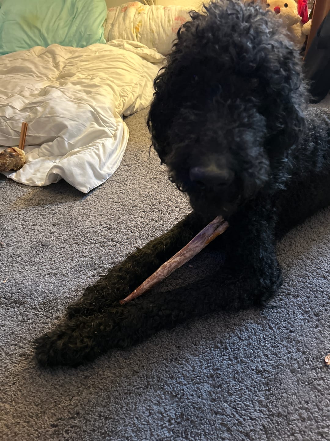 Customer photo review of 12 Inch Beef Collagen Sticks