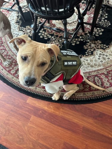 Customer photo review of NEW Upgraded Tactical No-Pull Team K9™ Dog Harness with 4 Quick-Release Metal Buckles, Reinforced Front & Back D-Rings, Hook & Loop Panels, Adjustable Straps, Reflective Strips, & Top Handle