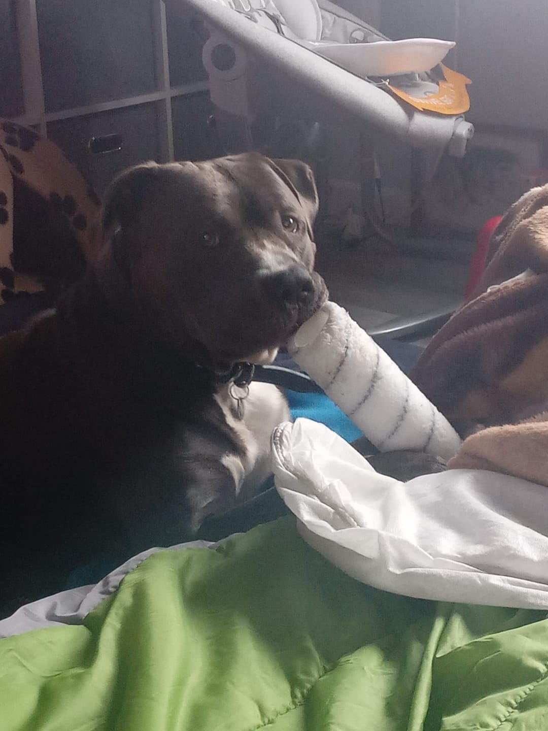Customer photo review of Green Lipped Mussel Powder For Dogs
