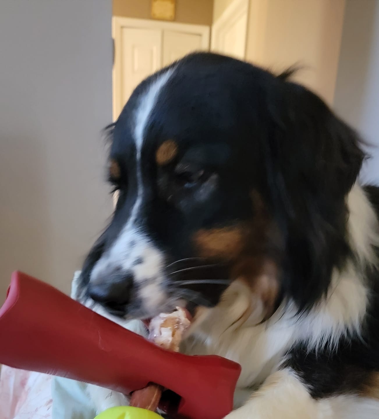 Customer photo review of Bully Stick Safety Holder