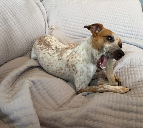 Customer photo review of Nylon-Woodfilled Chew Toys - USA Made