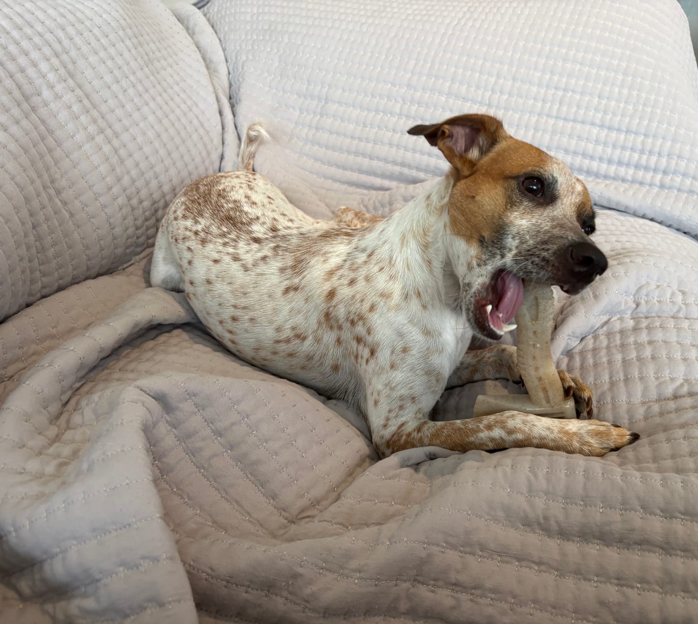 Customer photo review of Nylon-Woodfilled Chew Toys - USA Made