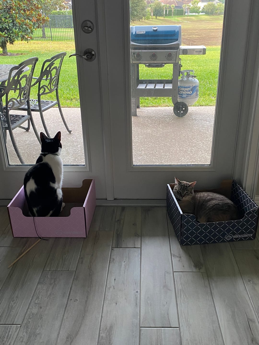 Customer photo review of Hide & Scratch Extra-Large Cat Scratcher Box