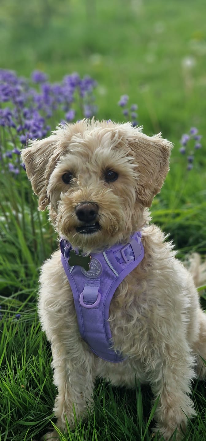 Customer photo review of Tough Trails™ Harness - Walkies Ready® Lavender Lilac