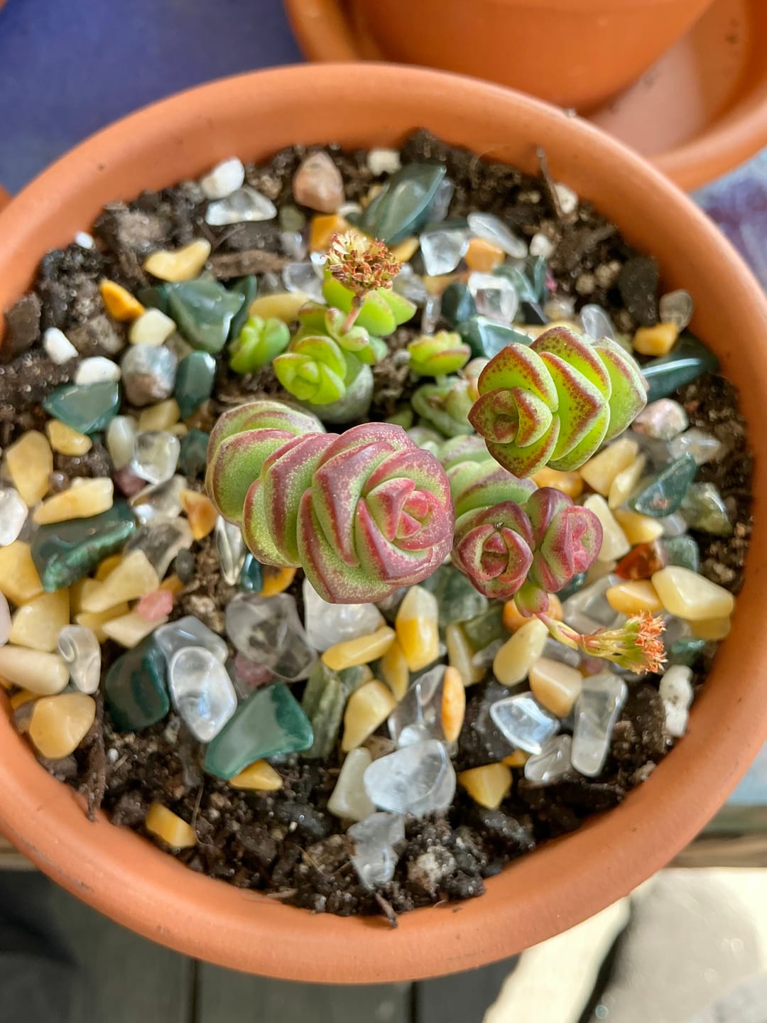 Customer photo review of Crassula Baby's Necklace