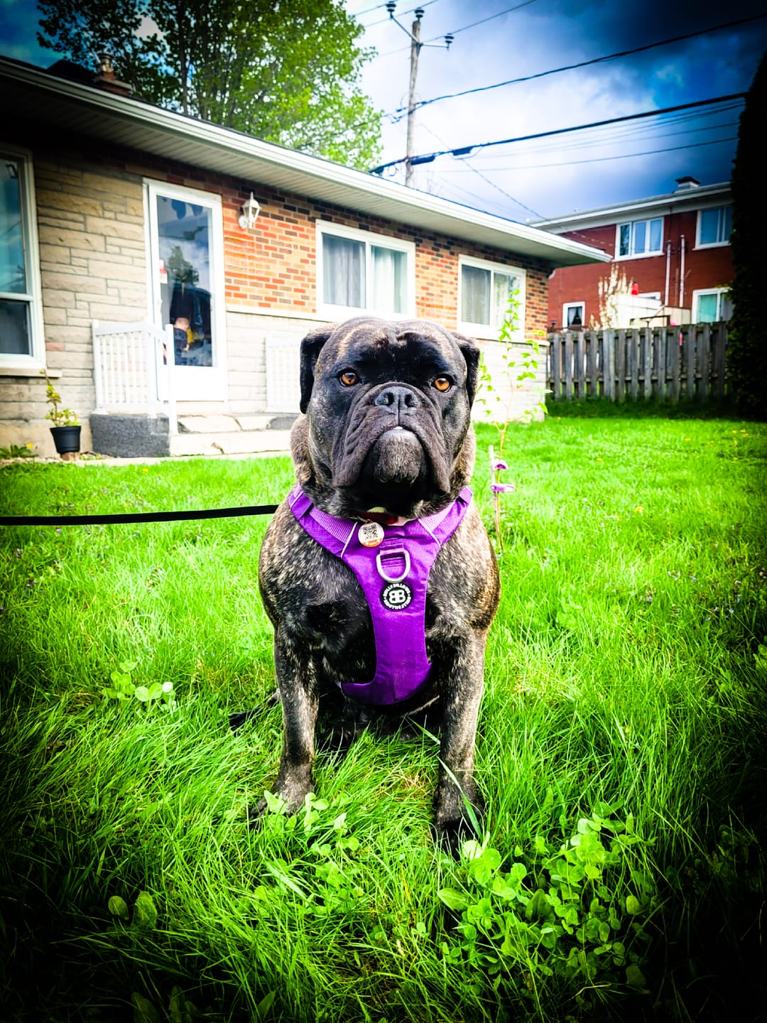 Customer photo review of Air Harness | Anti-Pull & With Handle - Purple