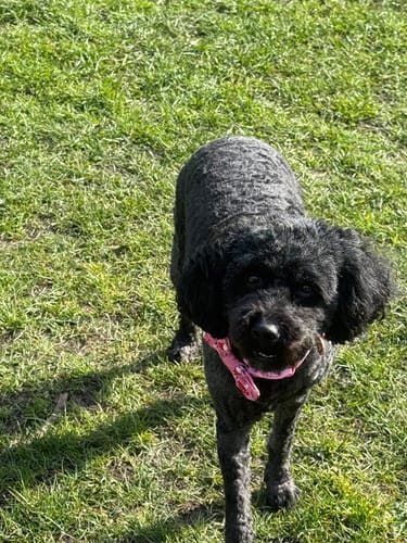 Customer photo review of Bow Tie - Mean Girls