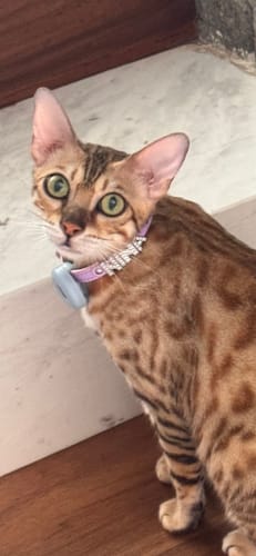 Customer photo review of Collar con Nombre Lila