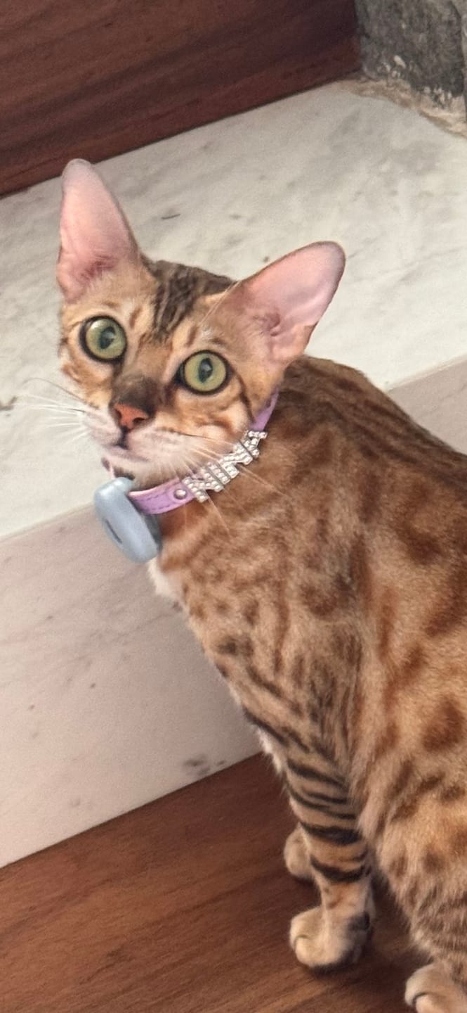 Customer photo review of Collar con Nombre Lila