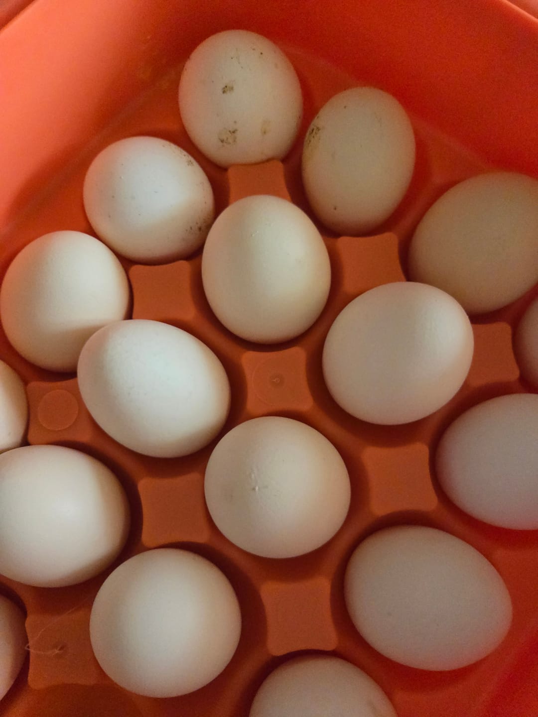 Customer photo review of Pasture raised Eggs 24pcs