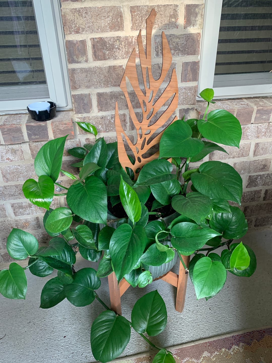 Customer photo review of Monstrella - Plant trellis inspired by the Monstera Leaf