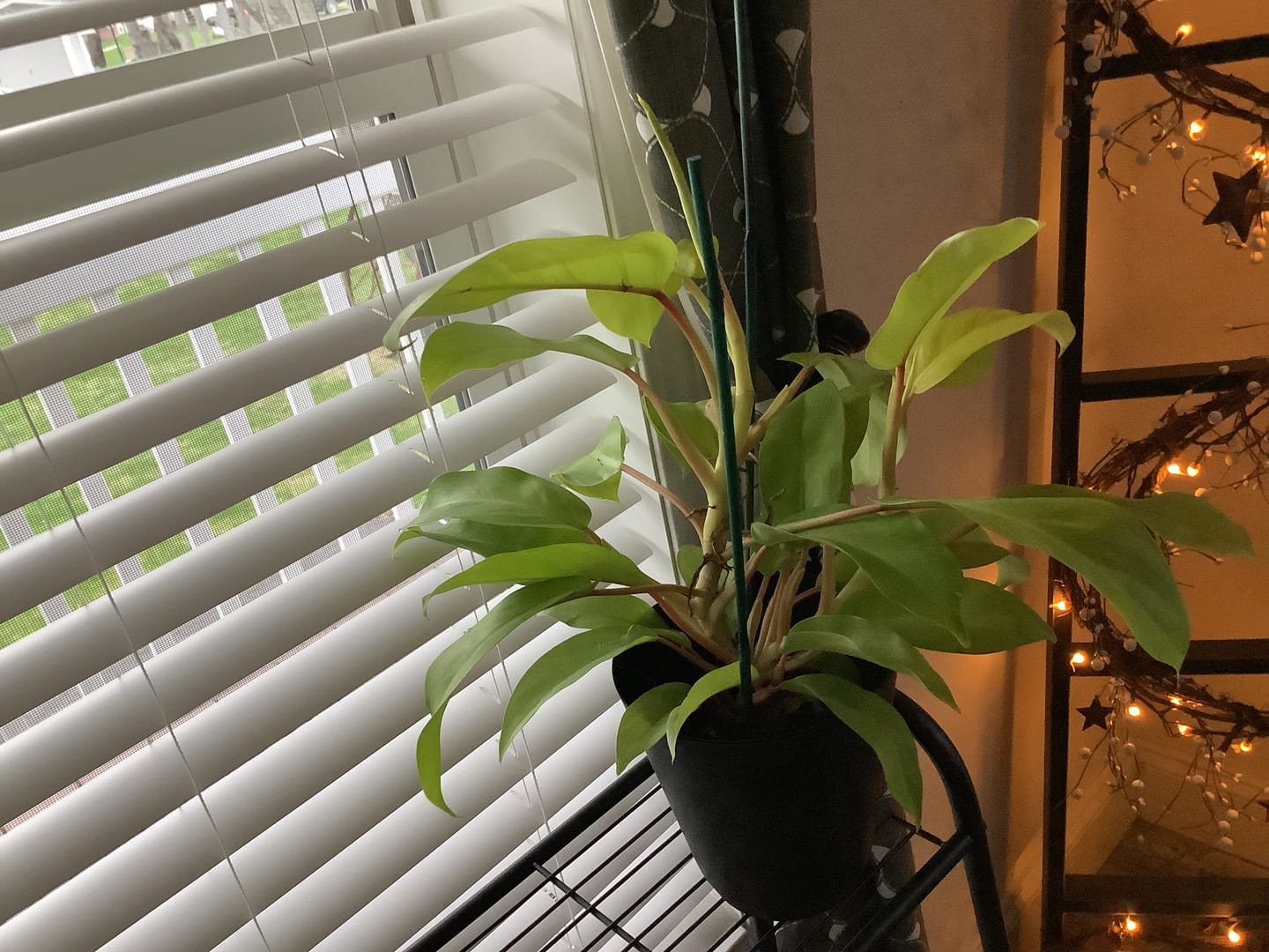 Customer photo review of Philodendron 'Lemon Lime' Upright Vining