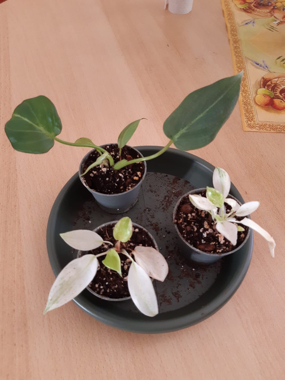 Customer photo review of PHILODENDRON FLORIDA GHOST