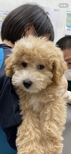 Customer photo review of FunFunPet 高機能ハーネス（お名前タグ作成サービス付き）