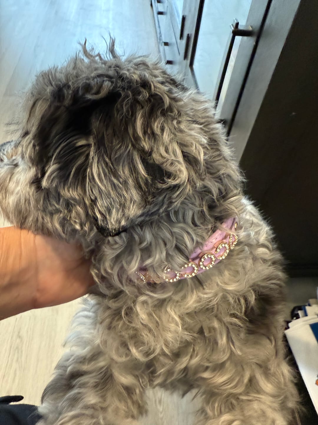 Customer photo review of CUSTOM DOG COLLARS WITH STUDDED JEWELRY